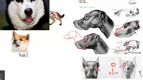 各种动物的简单画法教程之狗的结构
